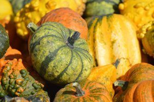 Halloween Pumpkins