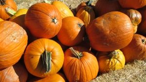 pumpkin patch